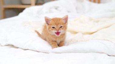 4k küçük kızıl çizgili kedi yavrusu miyavlıyor ve kameraya bakıyor, evde yatakta yürüyor. Sağlıklı sevimli evcil hayvanlar ve kediler. 