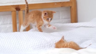 4k İki küçük kırmızı kızıl çizgili kedi yavrusu evde yatakta birlikte oynuyorlar. Sağlıklı sevimli evcil hayvanlar ve kediler. 