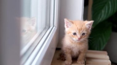 4k Küçük kırmızı kızıl tekir kedicik güneşli bir günde pencerenin önünde oturuyor ve dışarıya bakıyor. Şirin evcil kedi bir şey bekliyor.