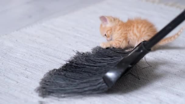 4k Смугастий червоний імбир домашнього кошеня грає вдома з чорним мопедом або мітлою в сучасному світлому скандинавському інтер'єрі — стокове відео