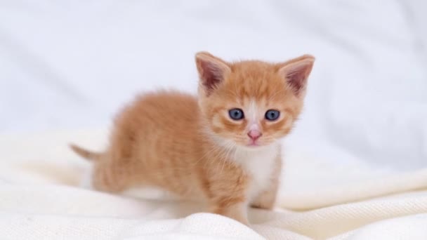 4k kleines rotes Ingwer-gestreiftes Kätzchen, das zu Hause auf dem Bett liegt. Kitty dreht sich um und blickt in die Kamera. Gesunde liebenswerte Haustiere und Katzen. — Stockvideo