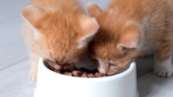 4k Close up zwei kleine rote Ingwer gestreifte Kätzchen essen Dosenfutter für kleine Kätzchen aus weißer Schale. Werbung für nasses Kitty Food auf grauem Boden. — Stockvideo