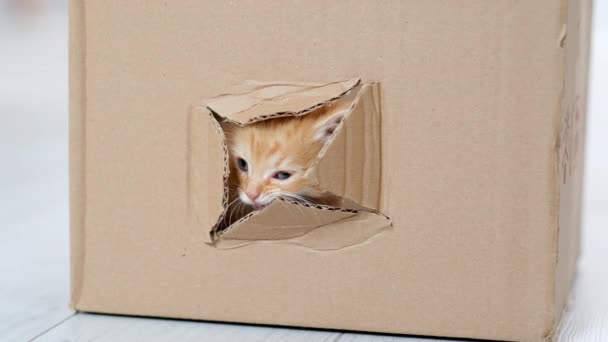 4k Portret roșu ghimbir pisoi mic ieși din gaura în cutie de carton. Curios jucăuș amuzant pisoi cu dungi. Pisica se ascunde în cutie — Videoclip de stoc