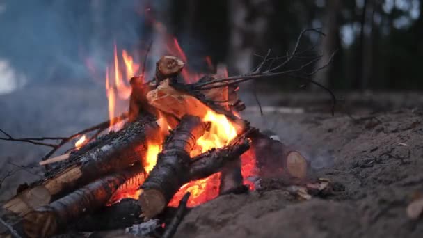 4k Bonfire branden in het bos herfst, vlam stokken en kolen in brand close-up op zandstrand in de avond nacht — Stockvideo