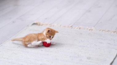 4k Ginger çizgili kedi yavrusu modern İskandinav iç mekanında kırmızı top oynuyor. Kedi komik poz veriyor, yuvarlanıyor yere düşüp eğleniyor, koşuyor ve pençeleriyle topu yakalıyor.