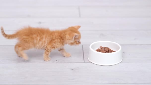 4kの小さな赤い生姜の縞模様の子猫は食べ物でボウルに上がり、小さな子猫のために缶詰の猫の食べ物を食べ始めます。灰色の床の上の広告ぬれた子猫の食べ物. — ストック動画