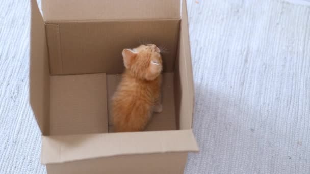 4k Ginger petit chaton jouer à la maison. Curieux drôle drôle de chat rouge rayé caché à l'intérieur de la boîte, grimpé haut sur le dessus de la boîte en carton, entrant et sortant. — Video