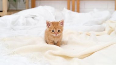 4k küçük kızıl çizgili kedi yavrusu miyavlıyor ve kameraya bakıyor, evde yatakta yürüyor. Sağlıklı sevimli evcil hayvanlar ve kediler. 