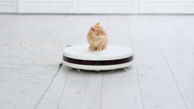 4K Komik küçük kızıl kedi yavrusu evde beyaz robot elektrikli süpürgeye biniyor. Kırmızı kedi modern iç mekanda elektrikli süpürgeyle oynuyor ve aşağı bakıyor..