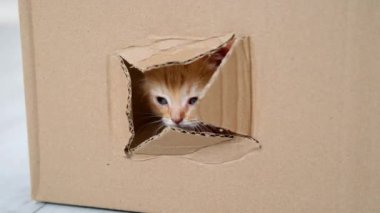4k Portre kırmızı kızıl kedi yavrusu karton kutunun içindeki delikten çıkıyor. Meraklı komik çizgili kedi yavrusu. Kedi kutuda saklanıyor.