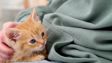 4k küçük kızıl çizgili kedi miyavlıyor ve sahibini arıyor. Kız kırmızı kediyi okşuyor. Sağlıklı sevimli evcil kedi arkadaş.. 