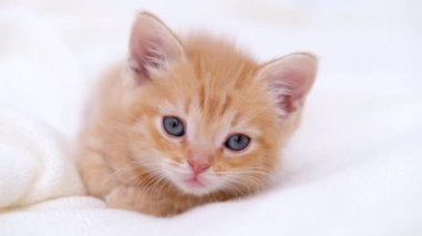  4k portre şirin çizgili kırmızı kızıl kedi yavrusu büyük gözleri beyaz yatakta yatıyor. Kitty kameraya bakıyor. Mutlu sevimli kedi evcil hayvan kavramı