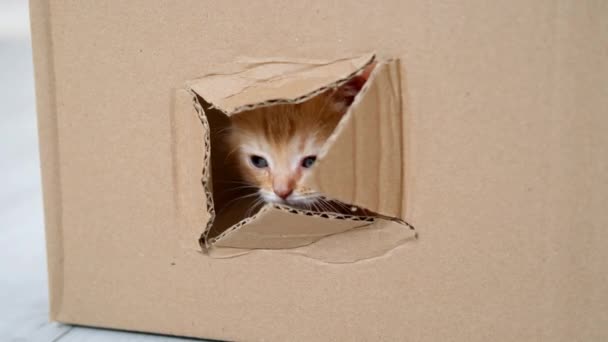 4k Portre kırmızı kızıl kedi yavrusu karton kutunun içindeki delikten çıkıyor. Meraklı komik çizgili kedi yavrusu. Kedi kutuda saklanıyor. — Stok video