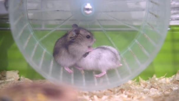 4k Dois pequenos hamsters djungarianos brincalhões correndo em roda em gaiola verde. Animais domésticos e roedores — Vídeo de Stock