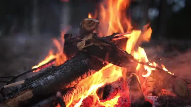 4k Костер горит в лесу осенью, пламя палки и угли в огне близко на песчаном пляже в вечернюю ночь — стоковое видео