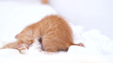 4k İki küçük kırmızı kızıl çizgili kedi yavrusu evde yatakta birlikte oynuyorlar. Sağlıklı sevimli evcil hayvanlar ve kediler. 