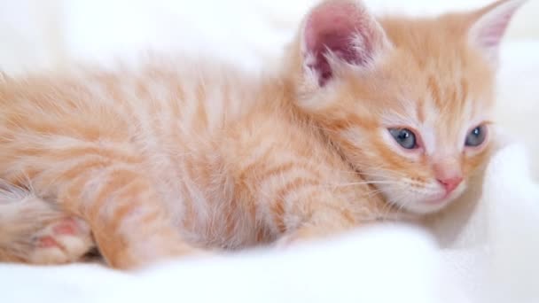 4K sevimli, kızıl çizgili evcil kedi yatakta beyaz bir battaniyenin üzerinde uyuyakalıyor. Uyu ve kedicilik oyna. Sevimli evcil hayvan kavramı. — Stok video