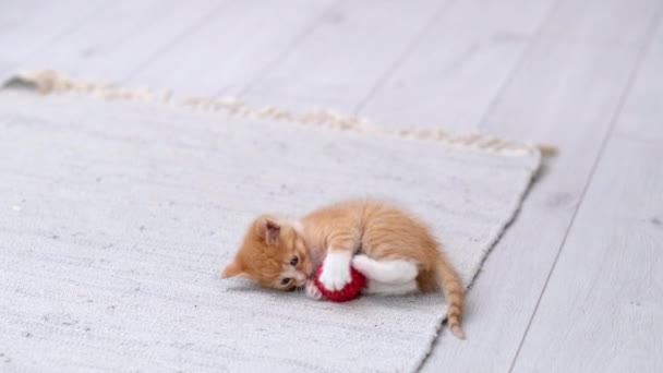 4k金吉儿带条纹猫咪在现代丑闻中扮演红球。猫做着滑稽的姿势跳着翻筋斗玩乐摔倒在地板上跑来跑去，用爪子接球 — 图库视频影像