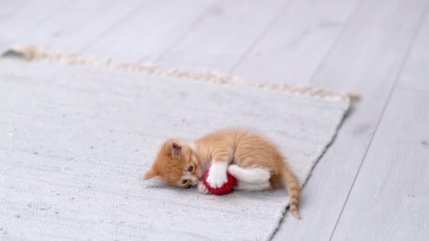 4k Ginger gatinho listrado jogando bola vermelha na moderna casa interior escandinavo. Gato fazendo pose engraçada pulando rolando se divertindo caindo no chão correndo e pegando bola com patas — Vídeo de Stock