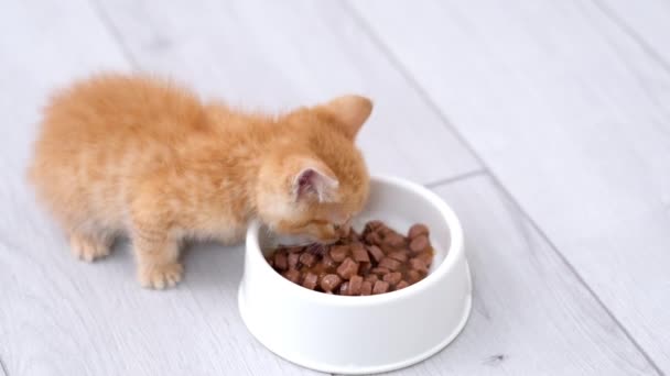 4k Közelkép kicsi piros gyömbér csíkos cica eszik konzerv macskaeledel részére kis cica -ból fehér tál. Hirdetés nedves cica élelmiszer szürke padlón. — Stock videók