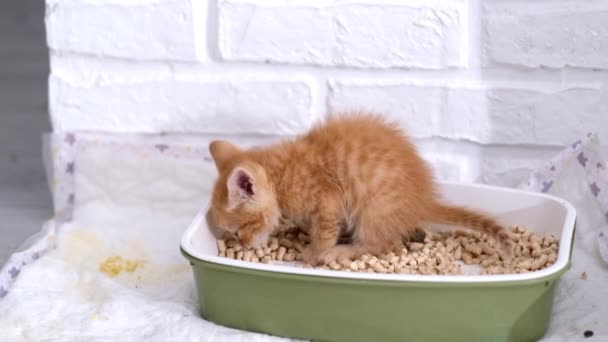 4k Little ginger kitten pees and poops in litter box. Cat buries poop with its paws. Teaching small cats pets to walk pooping in the tray — Stock Video