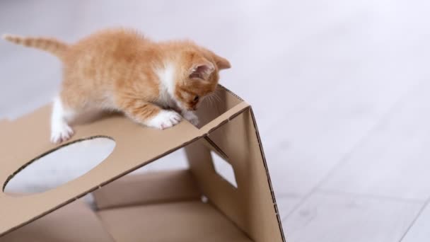 4k Zázvorové koťátko hrající si doma s kartonovou krabičkou. Zvědavý hravý legrační pruhované červené kočky vyšplhal vysoko na vrcholu lepenkové krabice. — Stock video