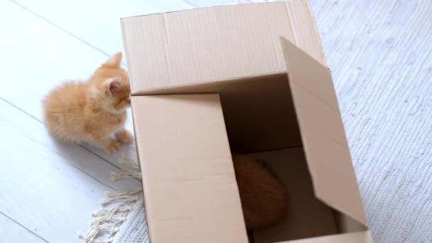 4k Doi pui de ghimbir jucându-se acasă. Curios jucăuș amuzant dungi pisici roșii ascunse în interiorul cutie, urcat mare pe partea de sus a cutiei de carton, intrând și ieșind . — Videoclip de stoc