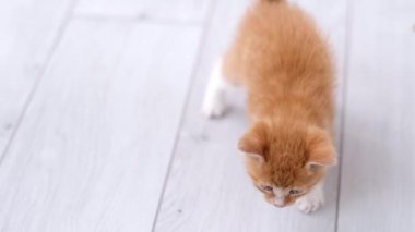 4k Ginger çizgili kedi yavrusu modern İskandinav iç mekanında kırmızı top oynuyor. Kedi komik poz veriyor, yuvarlanıyor yere düşüp eğleniyor, koşuyor ve pençeleriyle topu yakalıyor.