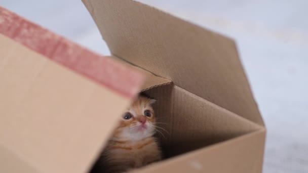 4k Ginger pequeño gatito jugando en casa. Curioso juguetón divertido rayas gato rojo oculto dentro de la caja, subió alto en la parte superior de la caja de cartón, entrar y salir. — Vídeos de Stock