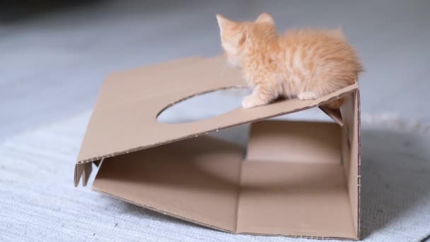 4k Ginger little kitten playing with cardboard box at home. Curious playful funny striped red cat climbed high on top of the cardboard box. — Stock Video