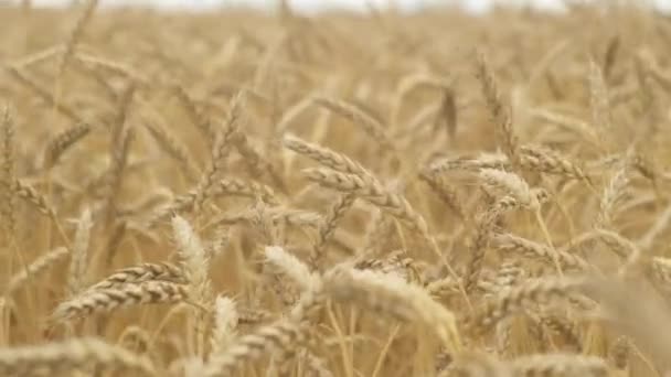 4k. Campo de trigo cerca. Las orejas de trigo dorado se mueven en el viento. Granja, cultivos, cosecha de otoño — Vídeos de Stock