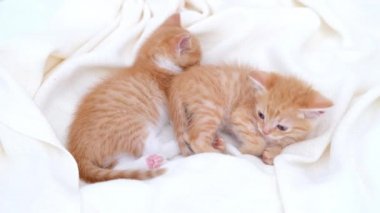 4k iki sevimli kızıl çizgili evcil kedi yatakta beyaz bir battaniyenin üzerinde uyuyor. Uyu ve kedicilik oyna. Sevimli evcil hayvan kavramı. 