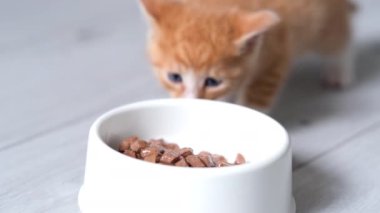 4k küçük kızıl çizgili kedi yavrusu yemek için koşar ve kedi maması yemeye başlar. Gri zeminde ıslak kedi maması reklamı..