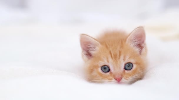 4k Portrét roztomilé pruhované červené zázvor kotě s velkýma očima ležící na bílé posteli doma. Kitty se dívá na kameru. Pojem šťastný rozkošný kočičí mazlíčci — Stock video