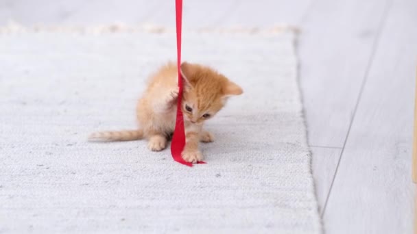 4k Ginger listrado gatinho doméstico jogando em casa. Gato bonito se divertindo com fita vermelha no chão cinza — Vídeo de Stock