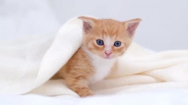 4k Küçük kızıl çizgili evcil kedi yavrusu battaniyenin altından sürünerek çıkıyor. Evde beyaz battaniyenin altında saklanan kırmızı kedi. Kameraya bakan kedi yavrusu..