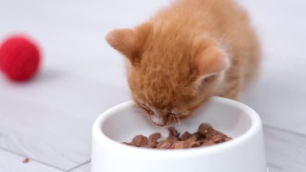 4k Zamknij trochę czerwony imbir w paski kotek jedząc konserwy jedzenie dla kotów dla małych kociąt z białej miski. Reklama mokra karma dla kotów na szarej podłodze. — Wideo stockowe