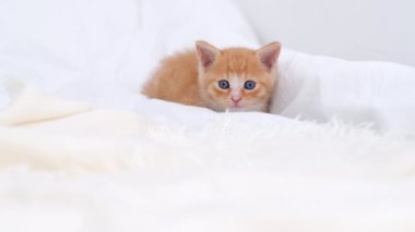 4k küçük kızıl çizgili kedi yavrusu evde yatakta yürüyor. Kitty döndü ve kameraya baktı. Sağlıklı sevimli evcil hayvanlar ve kediler. 