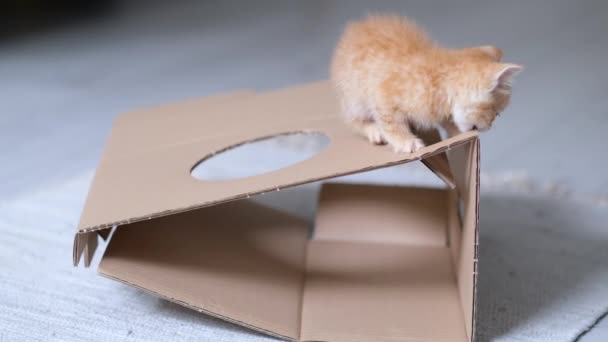 4k Ginger gattino che gioca con scatola di cartone a casa. Curioso divertente divertente a strisce gatto rosso salito in alto sulla parte superiore della scatola di cartone. — Video Stock