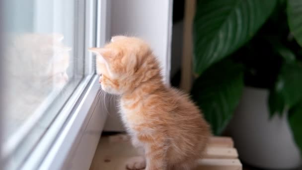 4k Malé červené zrzavé koťátko sedící doma na okně a dívající se ven za slunečného dne. Roztomilý domácí kočka čeká něco — Stock video