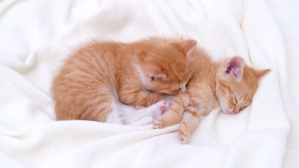 4k két aranyos gyömbércsíkos belföldi cica alszik fehér fény takaró az ágyon. Aludj és játssz macskát. Az imádnivaló háziállatok fogalma. — Stock videók