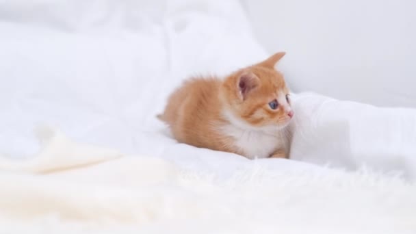 4k little red ginger striped kitten walking on bed at home. Kitty turns and looks at camera. Healthy adorable domestic pets and cats. — Stock Video