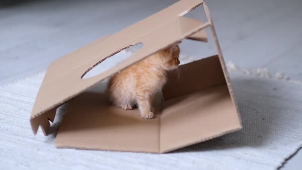 4k Ingwer kleine Kätzchen spielen mit Pappschachtel zu Hause. Neugierig verspielt lustige gestreifte rote Katze klettert hoch oben auf den Karton. — Stockvideo