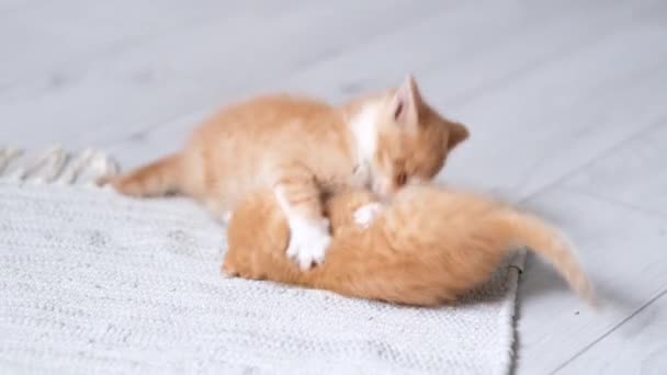 4k Dvě malá červená zrzavá pruhovaná hravá koťátka si hrají doma. Kočky si hrají spolu, kotrmelce, převalují se, dělají legrační pózy na šedé podlaze. Zdravé rozkošné domácí mazlíčci a kočky — Stock video