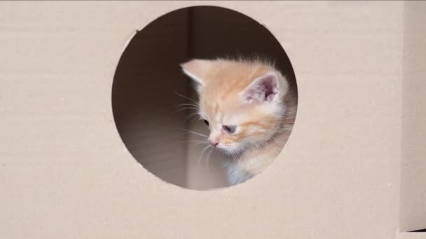 4k Retrato de jengibre rojo pequeño gatito mirando a la cámara desde el agujero de la ventana redonda y salir de la caja de cartón. Curioso juguetón divertido gatito rayado. Gato escondido en caja. — Vídeo de stock