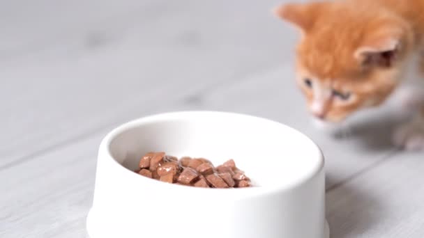 4k mały czerwony imbir w paski kotek uruchomić do miski z jedzeniem i zacząć jeść konserwy karmy dla kotów dla małych kociąt. Reklama mokra karma dla kotów na szarej podłodze. — Wideo stockowe