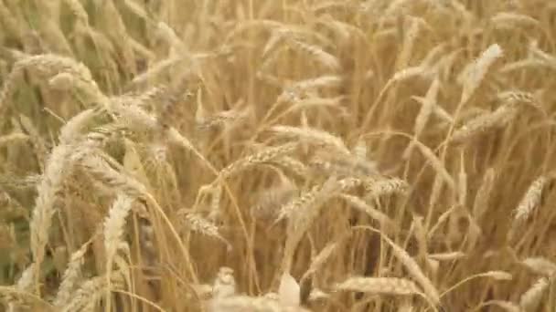 4k 。麦田关门了。金黄色的麦穗在风中飘扬.农场、庄稼、秋季收获 — 图库视频影像