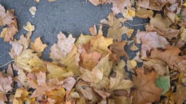 Bacaklar sonbaharda çok renkli akçaağaç yaprakları üzerinde yürür. Yukarıdan bak. Yavaş çekim videosu.