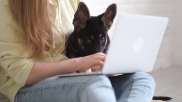 Wanita yang bekerja di kantor dengan anak anjing berlutut dari rumah menggunakan laptop. Jarak belajar pendidikan online dan pekerjaan freelance. — Stok Video