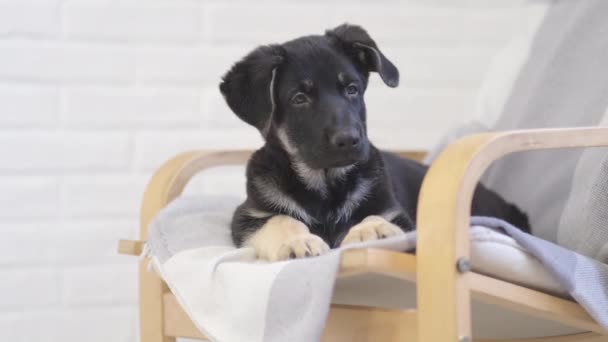 Porträtt Söt tysk herde valp hund liggande på stolen hemma väntar härlig vän ägare — Stockvideo